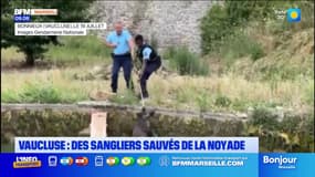 Vaucluse : des sangliers sauvés de la noyade par des gendarmes