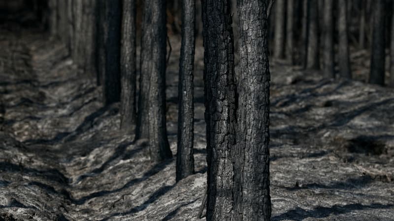 Il faut vite couper le bois brûlé, au risque de voir des parasites se développer: le gouvernement reconnaît les incendies de Gironde et des Landes comme un "sinistre de grande ampleur"