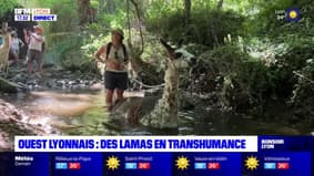 Ouest Lyonnais : des lamas en transhumance