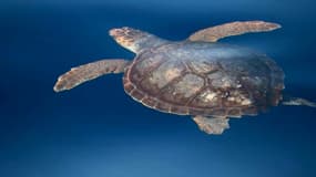 Une tortue caouanne observée le samedi 7 juin 2025 au large de Sanary-sur-Mer (Var) lors d'une sortie en bateau.