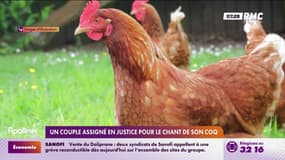 Un couple assigné en justice pour le chant de son coq