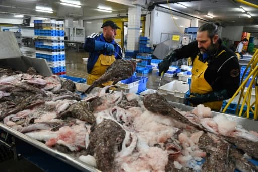 Tri des poissons après la pêche au port de Le Guilvinec (Bretagne), le 4 juin 2020 Tri des poissons après la pêche au port de Le Guilvinec (Bretagne), le 4 juin 2020