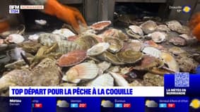 Normandie: la saison de la pêche à la coquille Saint-Jacques lancée