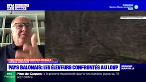 Provence: le maire de Cornillon-Confoux dénonce un manque de transparence de l'État sur les attaques de loup