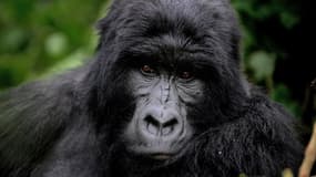 Un gorille du Parc National des Virunga, en République démocratique du Congo