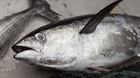 Victimes de la surpêche, les stocks de thons rouges sont aujourd'hui menacés.