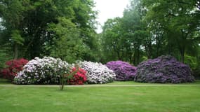 Où planter le rhododendron?