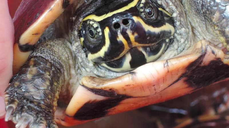 Une tortue "mangeuse d'escargots", le 19 décembre 2017 sur un marché thaïlandais. 