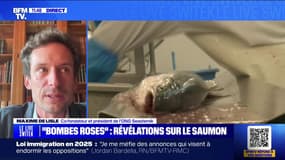 D'où vient le saumon que nous mangeons? BFMTV répond à vos questions