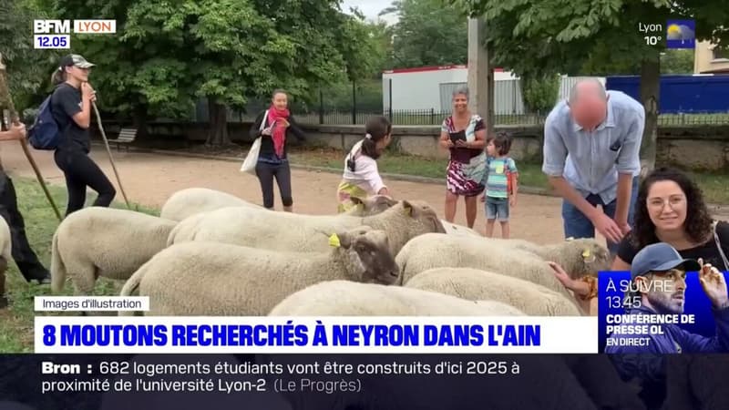 Huit moutons recherchés à Neyron dans l'Ain 