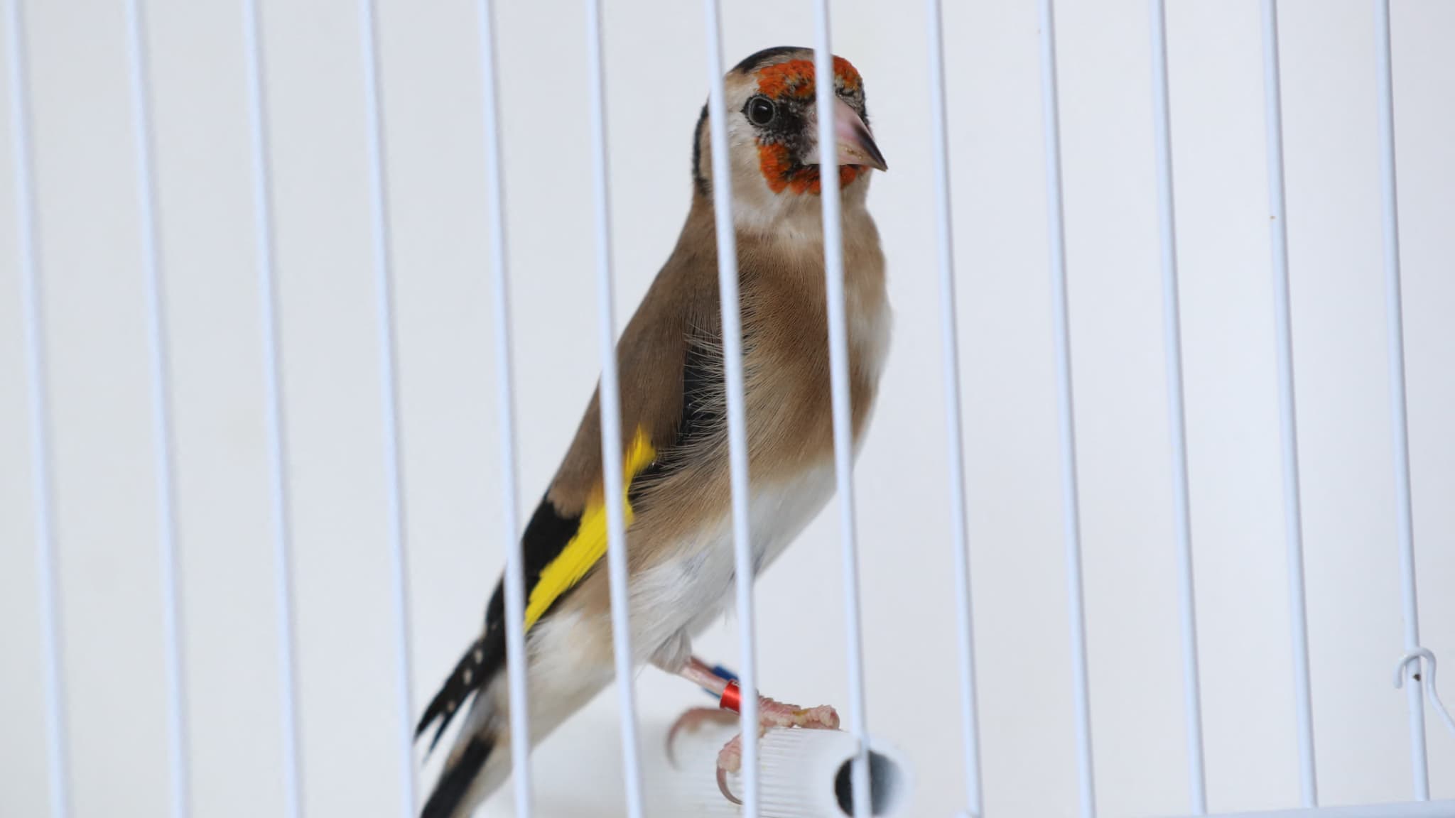 "JE N'AI JAMAIS VU ÇA": PLUS DE 140 OISEAUX RETROUVÉS EN SOUFFRANCE DANS DEUX APPARTEMENTS À NICE