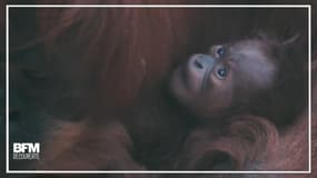 En Angleterre, ce bébé orang-outan vient de naître 
