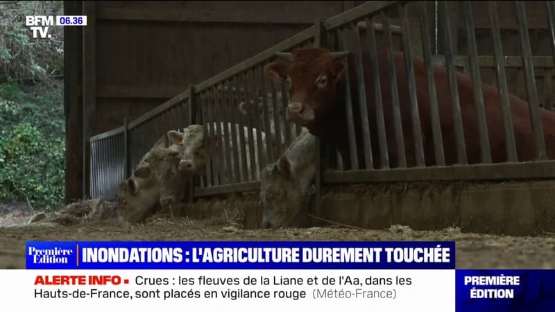 Pas-de-Calais: l'agriculture durement touchée par les inondations