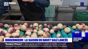 Bas-Rhin: la saison du navet salé est lancée à Bindernheim