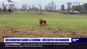 Rhône : la sécheresse continue d'impacter les agriculteurs