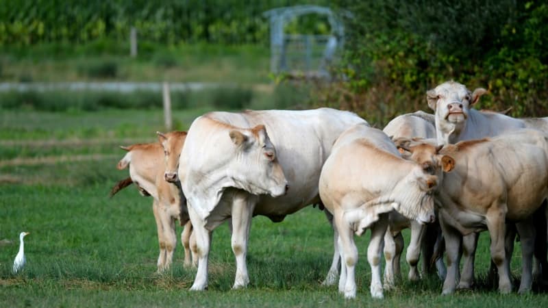 150 euros par vache: une nouvelle mesure de défiscalisation pour les éleveurs bovins