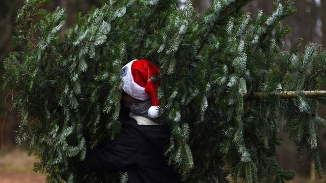 La vente de sapins va être autorisée
