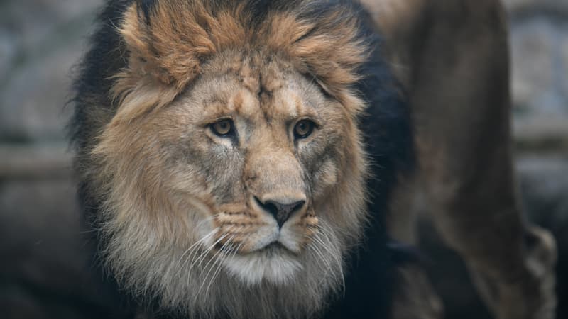 Un lion d'Afrique au zoo d'Ekaterinbourg, en Russie, le 16 juin 2018.