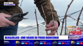 Beaujolais: une vague de froid bienvenue pour les viticulteurs