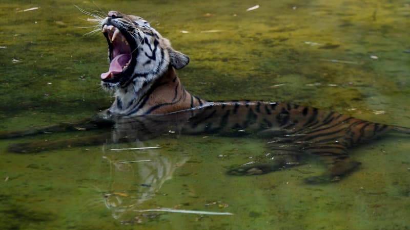 Tigre en Inde. (illustration)