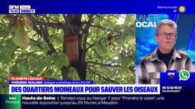 Planète Locale du lundi 15 janvier - Des quartiers moineaux pour sauver les oiseaux
