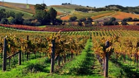 La Napa Valley, en Californie, est l'une des zones viticoles les prestigieuses des Etats-Unis.