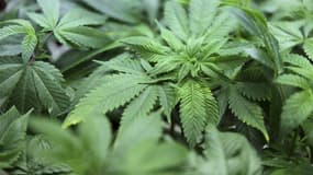 Plant de cannabis. Environ 1,7 tonne de résine de cannabis dissimulée dans un camion-citerne a été saisie vendredi par les douanes à la frontière franco-espagnole, non loin de Perpignan. /Photo d'archives/REUTERS/Cliff DesPeaux
