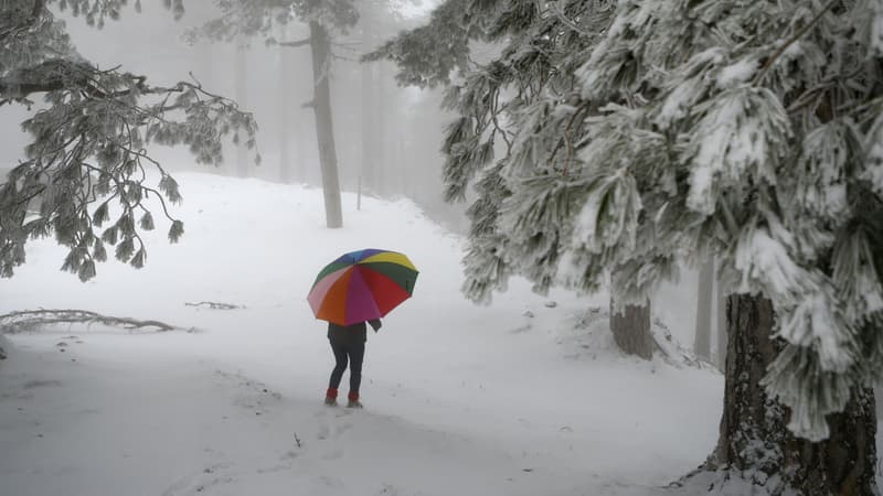 Une forêt couverte de neige à Ghisoni en Corse, le 22 février 2018