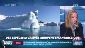 Objectif Terre : Des espèces invasives arrivent en Antarctique - 15/01