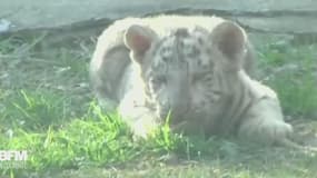 En Chine, ces bébés tigres font leur première apparition publique