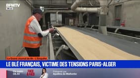 Pourquoi le blé français est victime des tensions entre Paris et Alger