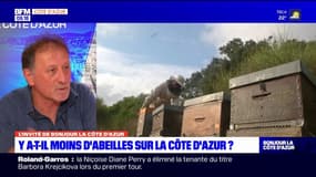 Alpes-Maritimes: "une météo très compliquée" ce printemps pour les abeilles mais pas de disparition de ruches