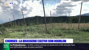 Chorges: la brasserie de Serre-Ponçon cultive son propre houblon