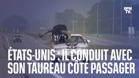 Cet Américain conduit avec son taureau d'une tonne côté passager