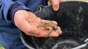 Depuis deux ans, les bénévoles de l'association Muchedent au naturel aident les crapauds à traverser la route pendant la saison de la reproduction, afin que les amphibiens ne se fassent pas écraser par les voitures.