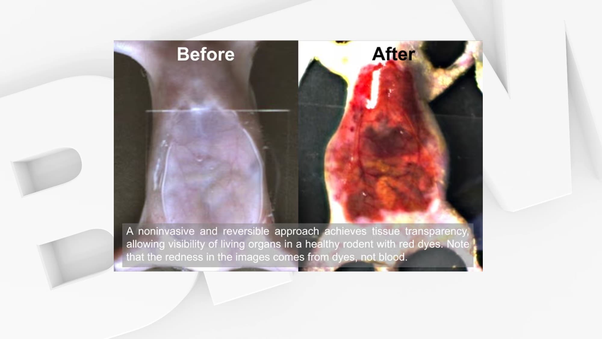 Une souris dont la peau a été rendue transparente après l'application de tartrazine (E102). 