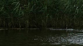 Photo d'illustration. Dans le Maine-et-Loire, une jeune femme est morte après être entrée dans un étang.