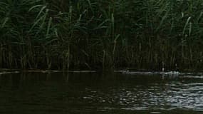Photo d'illustration. Dans le Maine-et-Loire, une jeune femme est morte après être entrée dans un étang.
