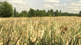 Les conditions météorologiques sont particulièrement sèches en Ile-de-France depuis plusieurs mois