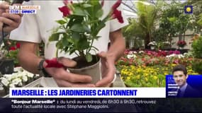 Quelles sont les plantes du moment en Provence?