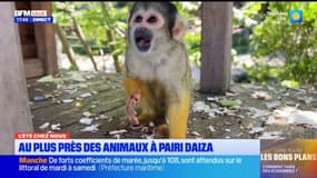 L'été chez nous: au plus près des animaux à Pairi Daiza