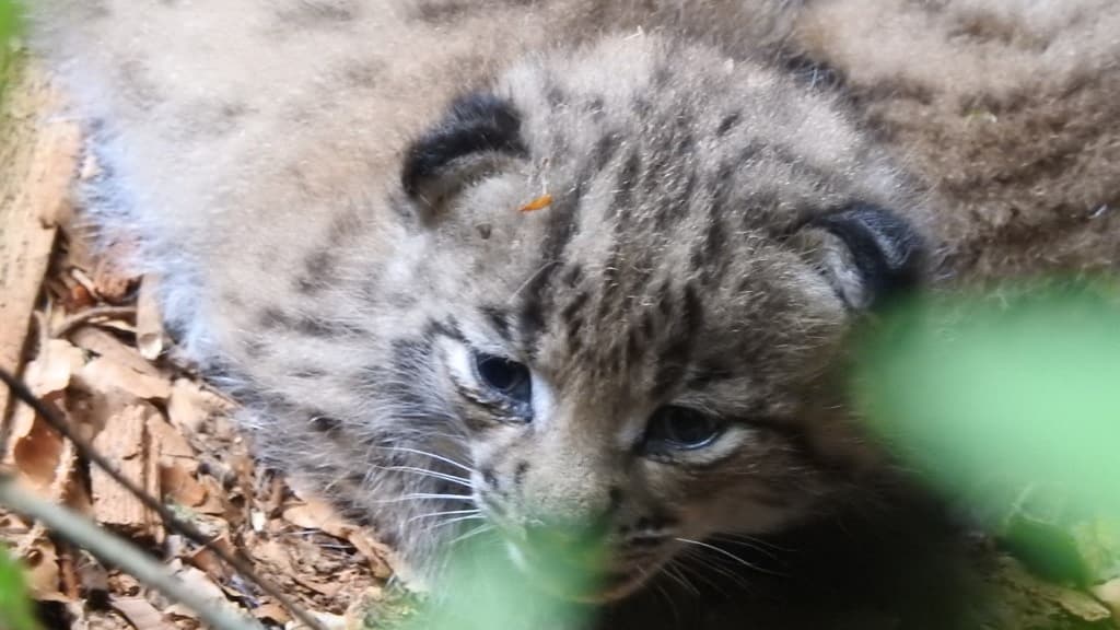 Deux chatons lynx boréal sont nés dans les Vosges. Deux chatons lynx boréal sont nés dans les Vosges.