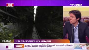 L’info éco/conso du jour d’Emmanuel Lechypre : Le prix des tomates va s'envoler - 18/04 