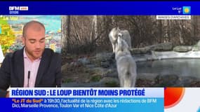 Provence-Alpes-Côte d'Azur: le loup bientôt moins protégé, ses défenseurs en colère
