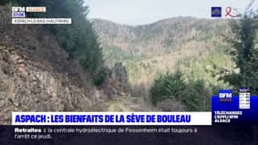 Alsace: les bienfaits de la sève de Bouleau