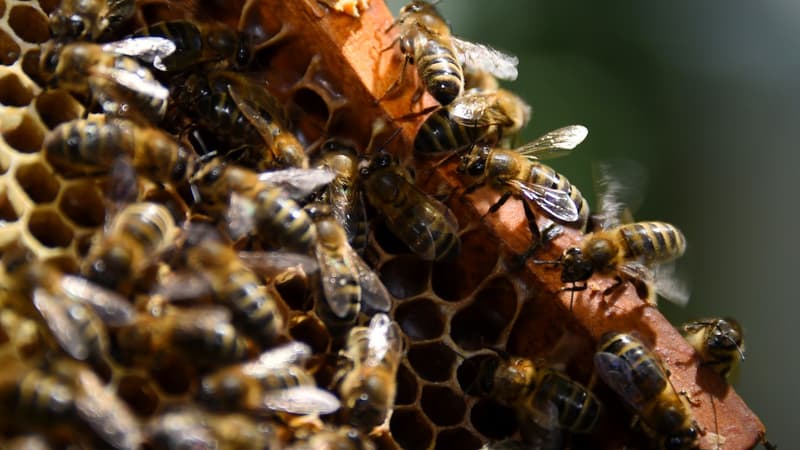 Une ruche à Pont-de-Montvert, en Lozère, en juin 2018 