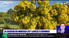 Var: la saison du mimosa officiellement lancée à Bormes