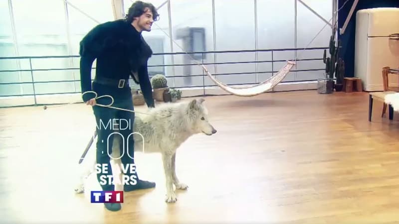 Le danseur Anthony Colette, partenaire de Joy Esther, avec le loup Mako, qui n'apparaîtra finalement pas dans "Danse avec les stars"