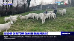Beaujolais: deux attaques de chèvres recensées, une enquête ouverte