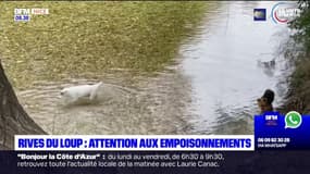 Rives du Loup: attention aux empoisonnements